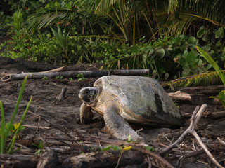 Sea turtle in Tortuguero National Park, Costa Rica