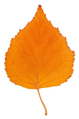 Autumn leaf