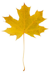 Autumn maple leaf