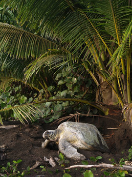 Sea turtle in Tortuguero National Park, Costa Rica