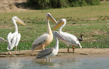 Great White Pelicans in Africa