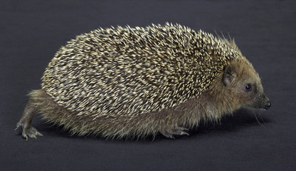 hedgehog in dark back