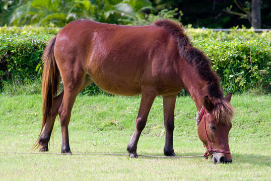 Little horse