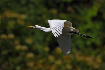 Cattle egret in flight