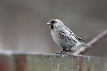 Acanthis flammea, Redpoll.