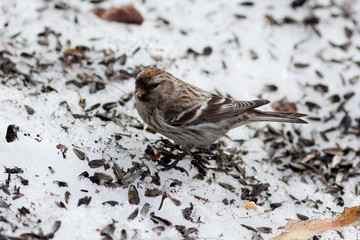 Acanthis flammea, Redpoll.