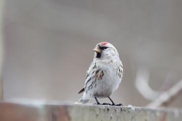 Acanthis flammea, Redpoll.