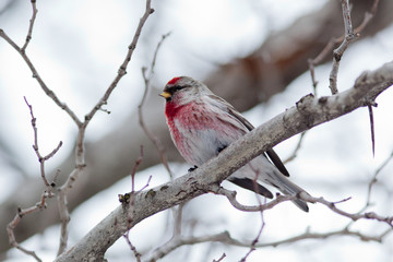 Acanthis flammea, Redpoll.