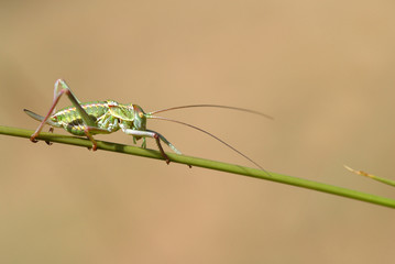 Langosta verde