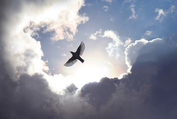 Angel Bird in Heaven