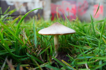 Champignon dans l'herbe