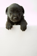 Cute black labrador  puppy with whiteboard - space for text