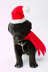 Christmas puppy