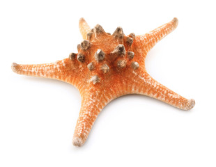 sea-star isolated on white background