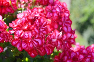 Obraz premium Geranien (Geraniaceae)