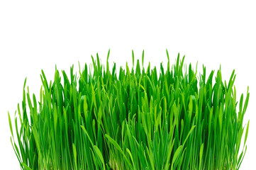 Green grass isolated on white background