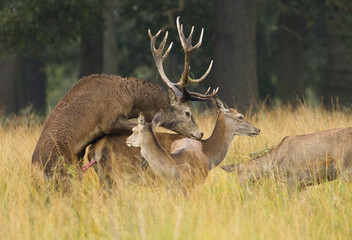 Red deer stag mating a female