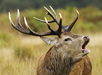 A red deer stag bellowing - obrazy, fototapety, plakaty