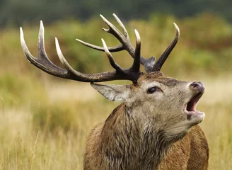 Foto op Plexiglas A red deer stag bellowing © Nicky Rhodes