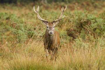 Young red deer stag
