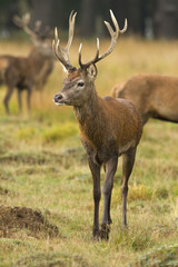 Naklejka na ściany i meble Vertical shot of young red deer stag