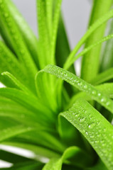 Grashalm Wassertropfen