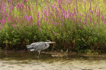 Grey heron in water with purple loosestrife in the background.
