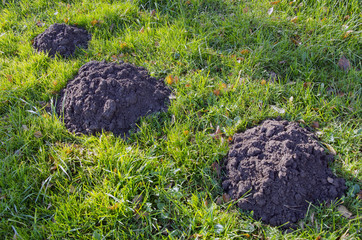 Moles dig mole-hills in meadow. Parasitic animals.