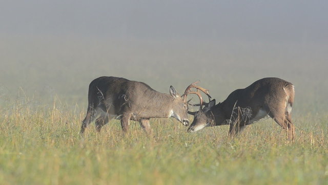Two whitetailed deer bucks sparring in an open meadow