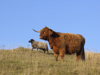 highland cow with sheep