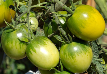 green tomatos