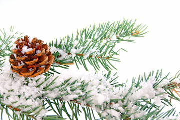 Tannenzweig im Winter