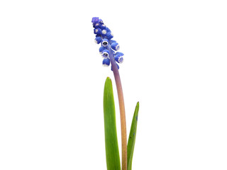 Grape muscari hyacinth flower