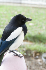 Tame magpie sat on my knee