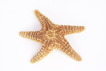 Sea star isolated