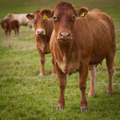 Naklejka na ściany i meble Wypasu krów na pastwiska pięknym zielonym