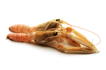 Nephrops norvegicus - 1