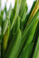 yellow daffodil buds