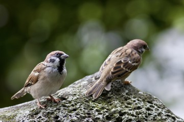 Eurasian Tree Sparrow
