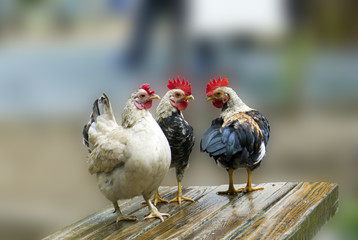 cocks