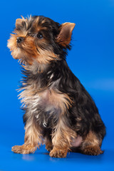 Yorkshire Terrier dog on white