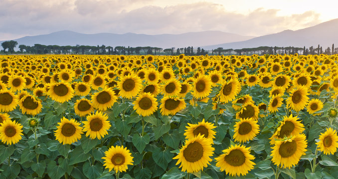 girasoli in Toscana