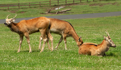 Young Pere David Deer in parkland