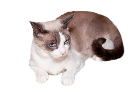 Snowshoe Cat