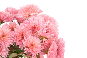 pink chrysanthemum