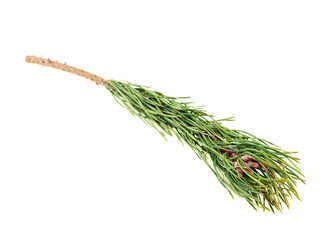 tannenzweig
