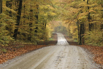 Gravel road in a colourful autumn beech forest