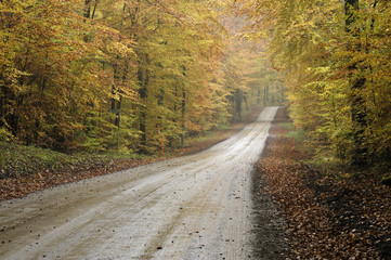 Gravel road in a colourful autumn beech forest