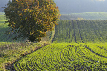 Autumn sowing on billowing fields