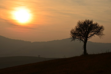 Fototapeta na wymiar Landscape image with tree silhouette at sunset.